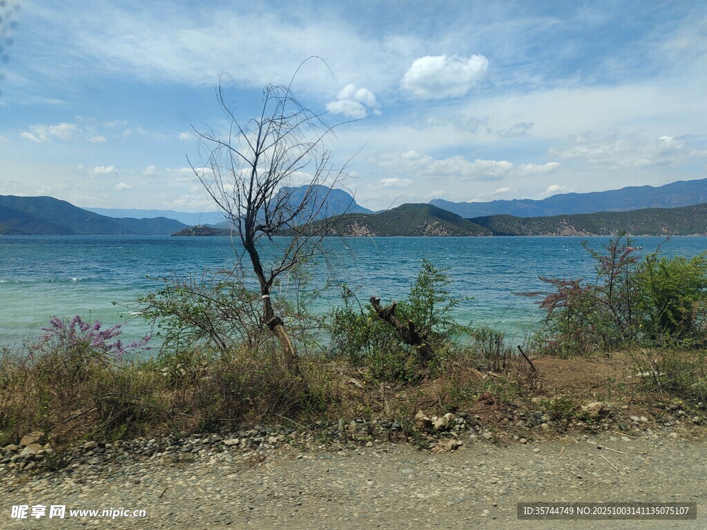 湖畔风光  枯树与远山景色
