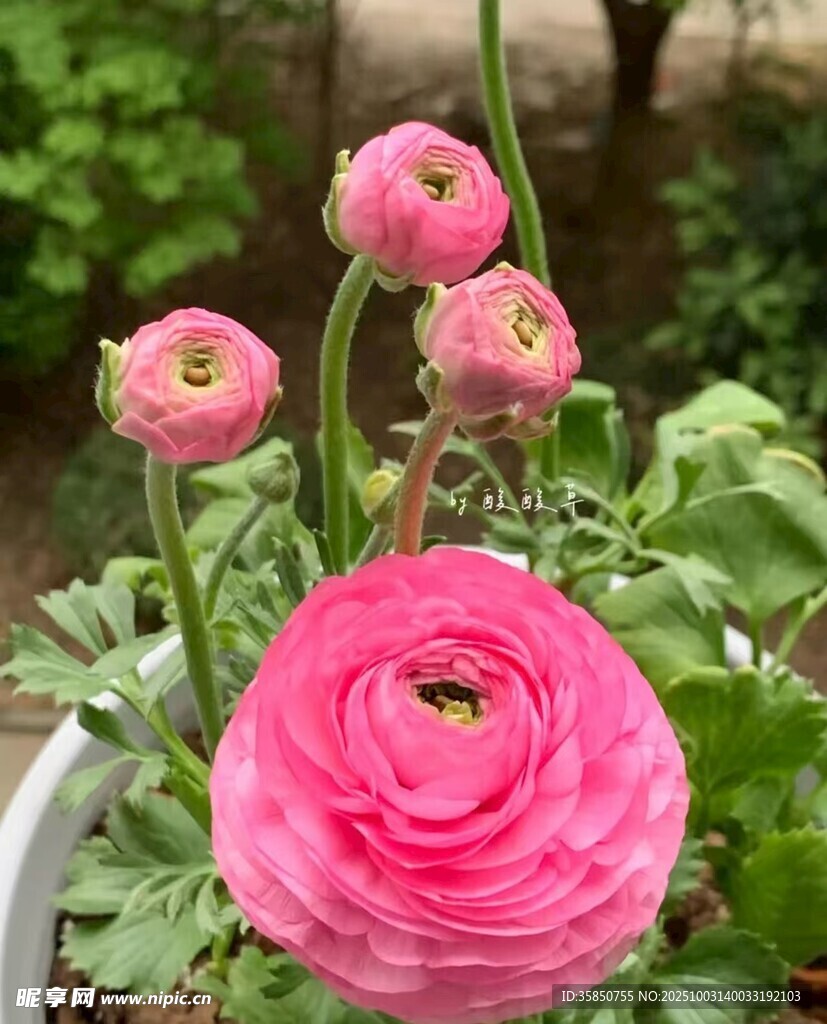 美丽鲜花