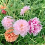 四季重瓣太阳花
