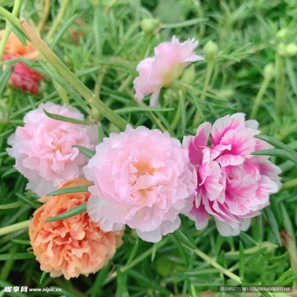 四季重瓣太阳花