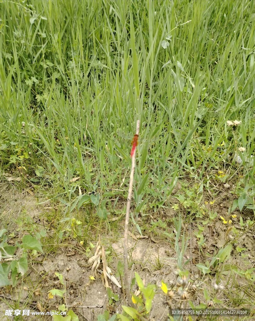 草丛中的红蜻蜓