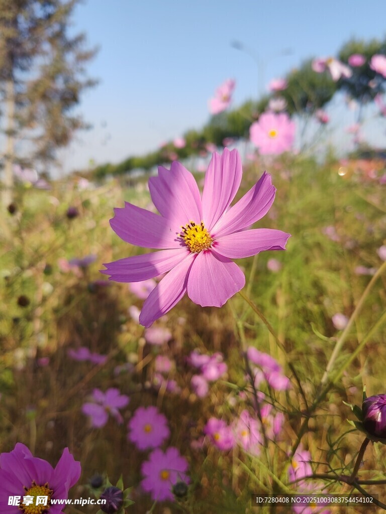 田野中的美丽波斯菊