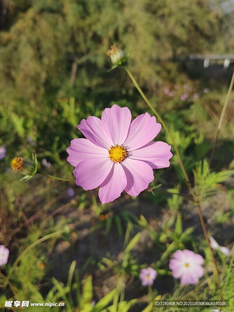 粉色波斯菊绽放于草地