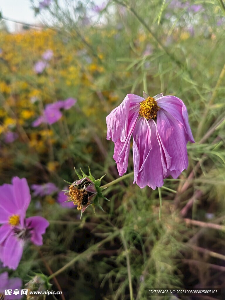 紫色萎蔫花朵于草丛中