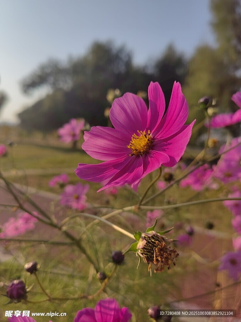 田野中的艳丽波斯菊