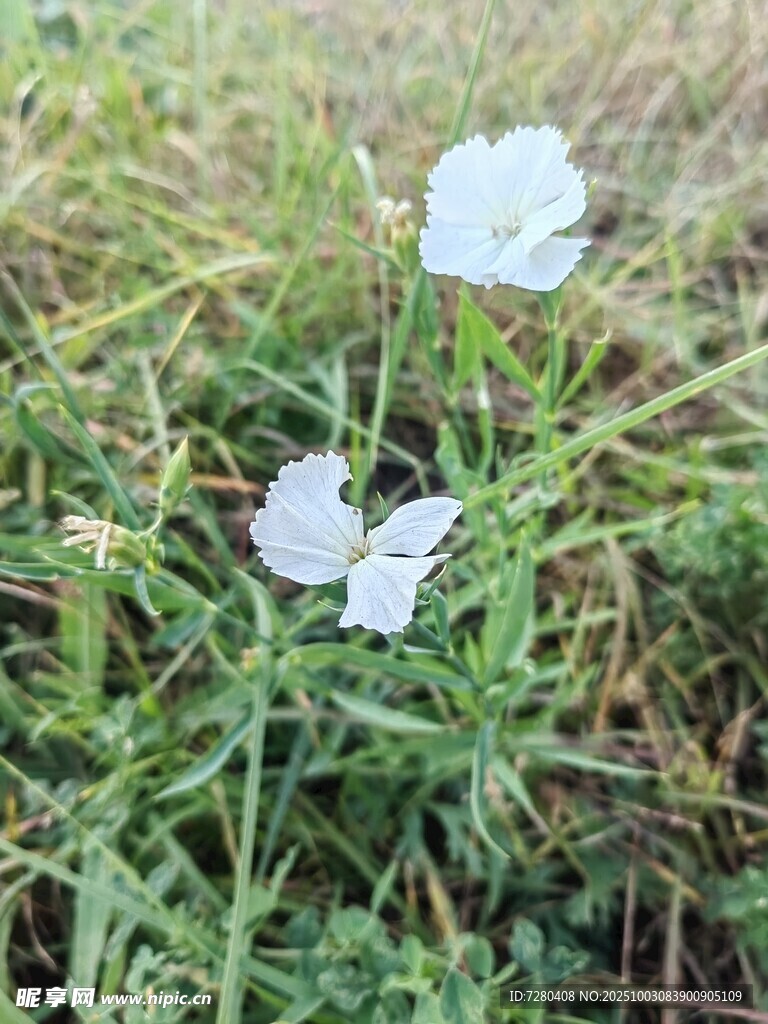 草地上的白色小花