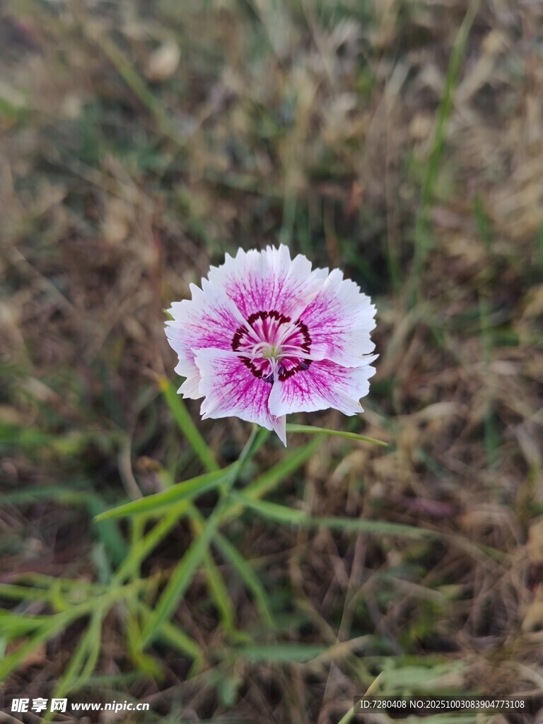 单朵石竹花绽放于草地