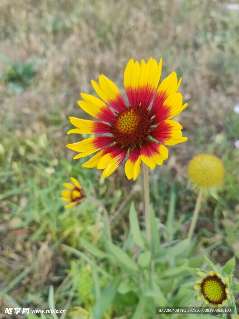 艳丽天人菊绽放于草地