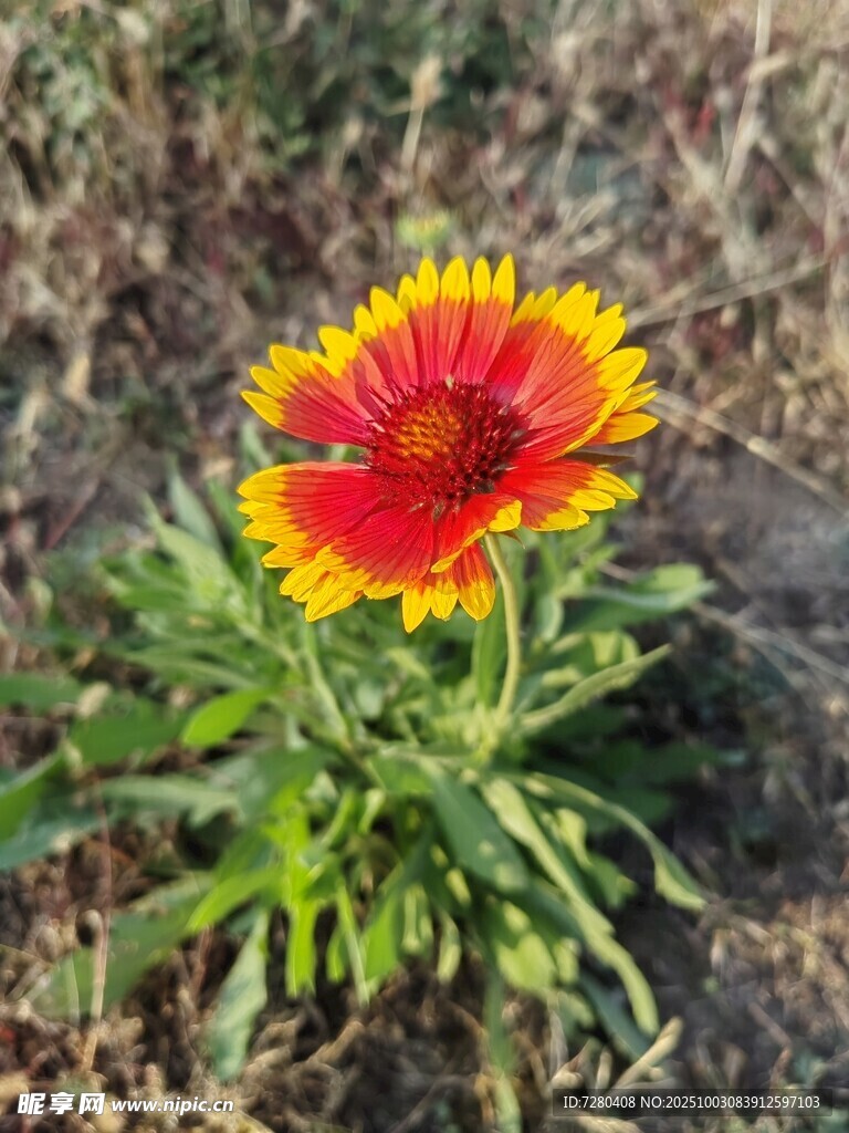 艳丽天人菊绽放于野外