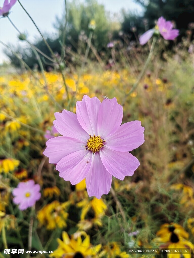 田野中的美丽波斯菊
