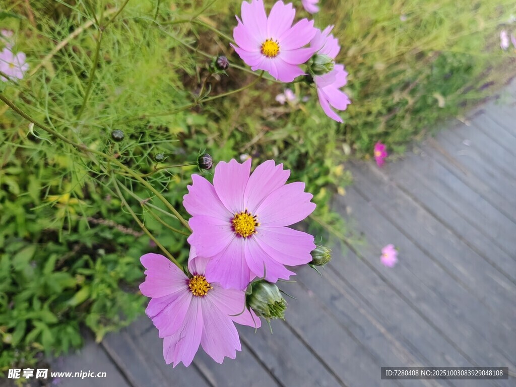 小径旁绽放的粉色波斯菊