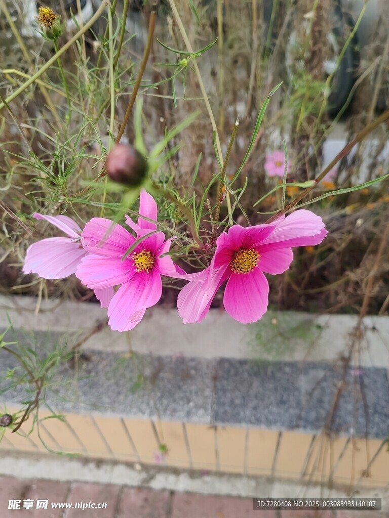 格桑花