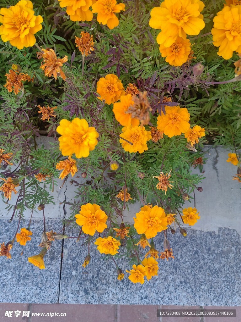 盛放的黄色花朵生机满满