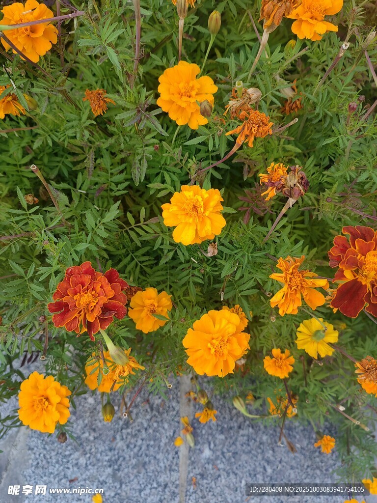 多彩万寿菊绽放生机