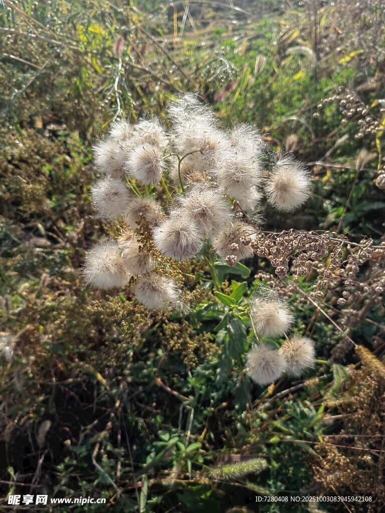 田野中的蓬松白色绒球植物