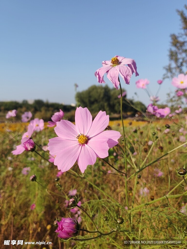 粉色格桑花绽放田野