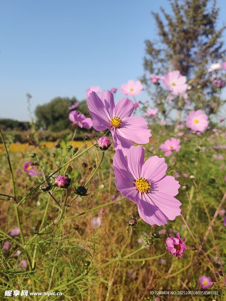 田野中的美丽波斯菊