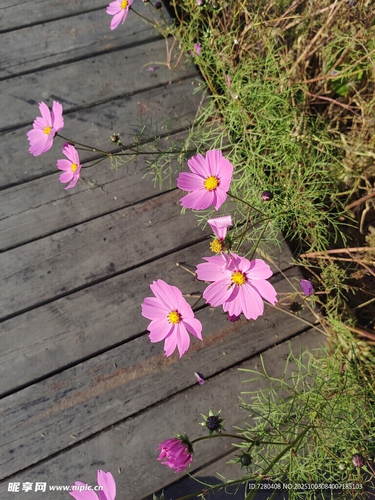 格桑花