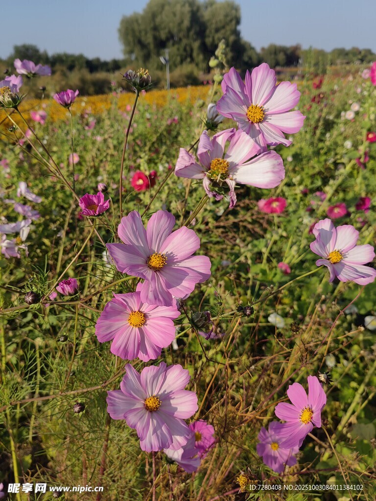 田野中的美丽波斯菊