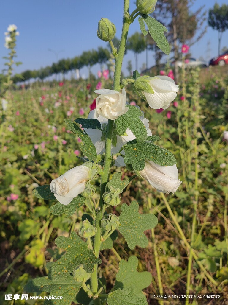 田野中的蜀葵花
