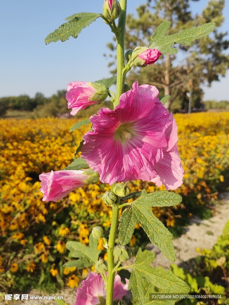 田野中绽放的艳丽蜀葵花