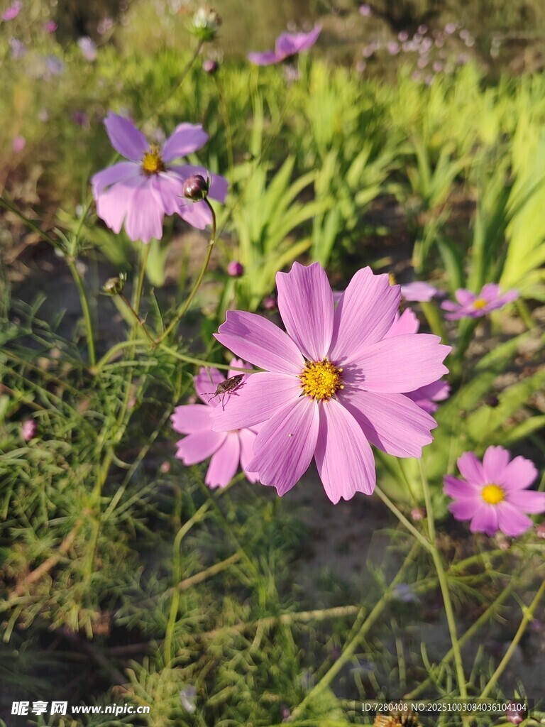 田野中的美丽波斯菊