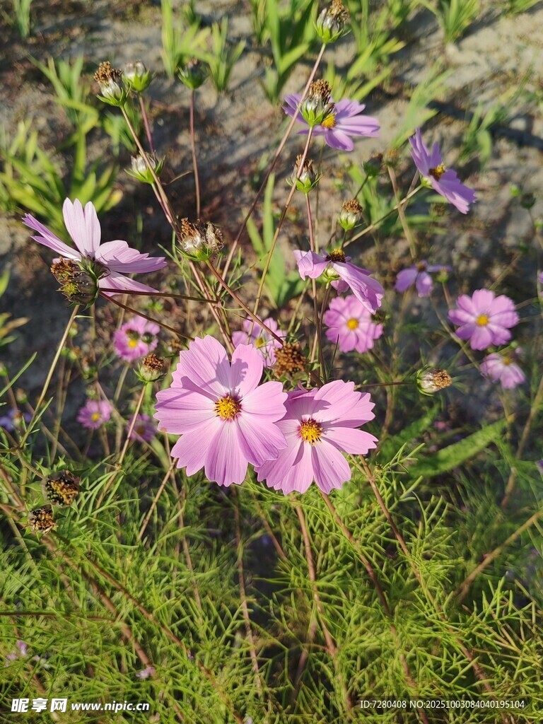 格桑花