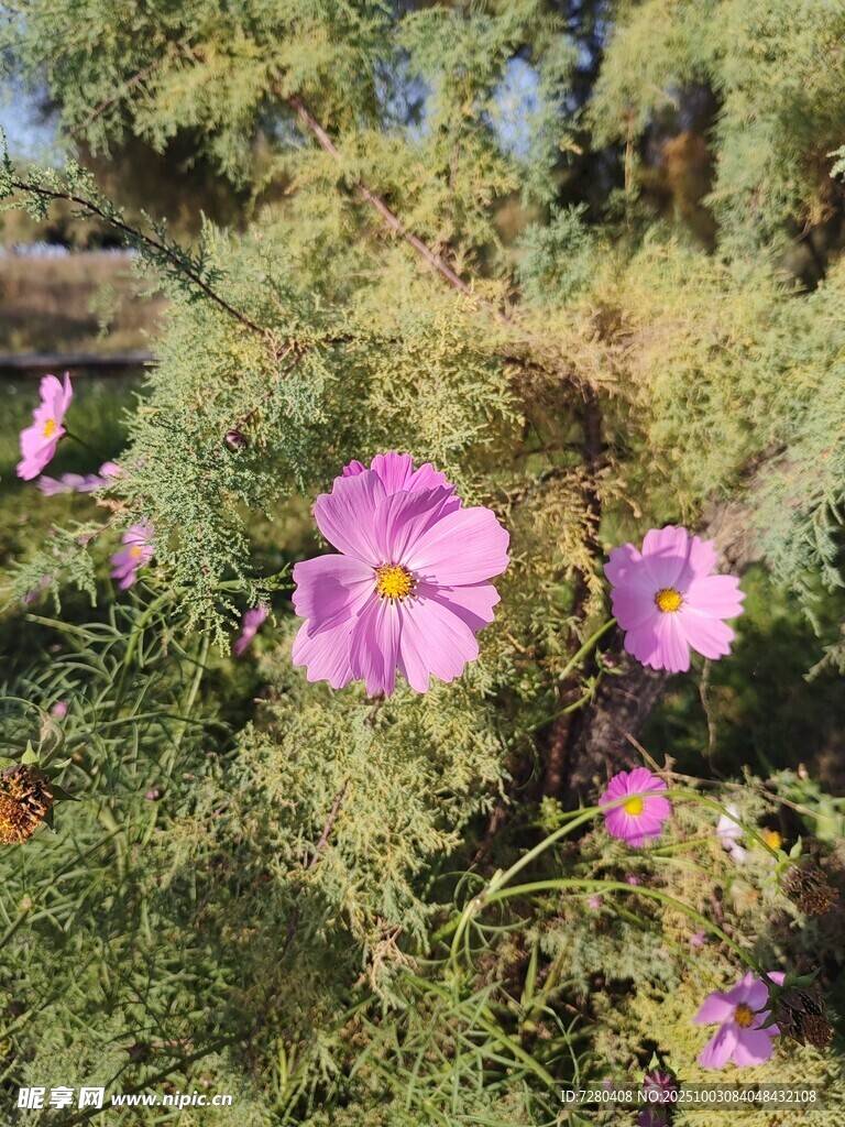 绽放的粉色野花