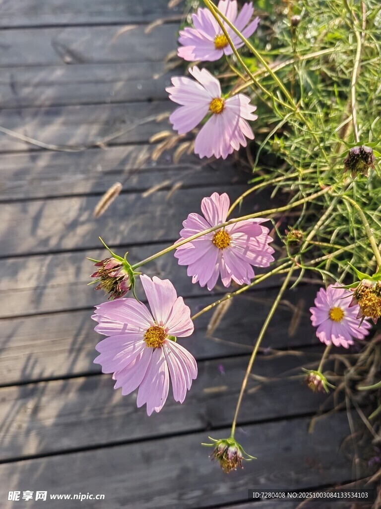木板旁绽放的美丽格桑花
