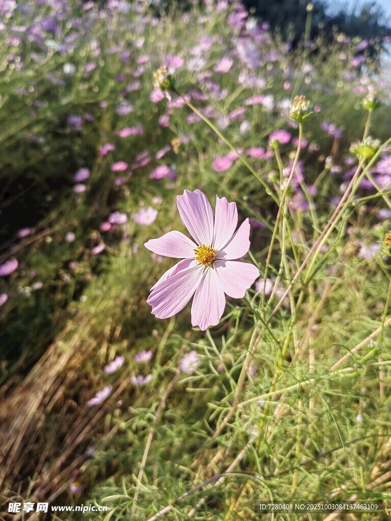 田野中的美丽波斯菊