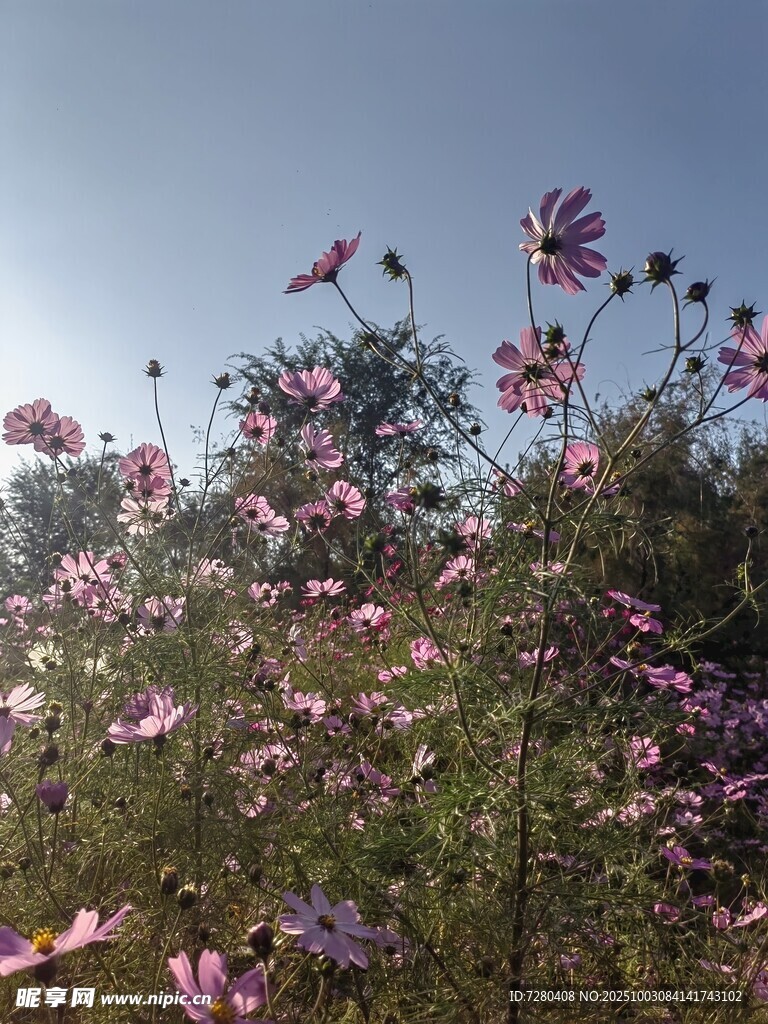 阳光下的烂漫波斯菊花海