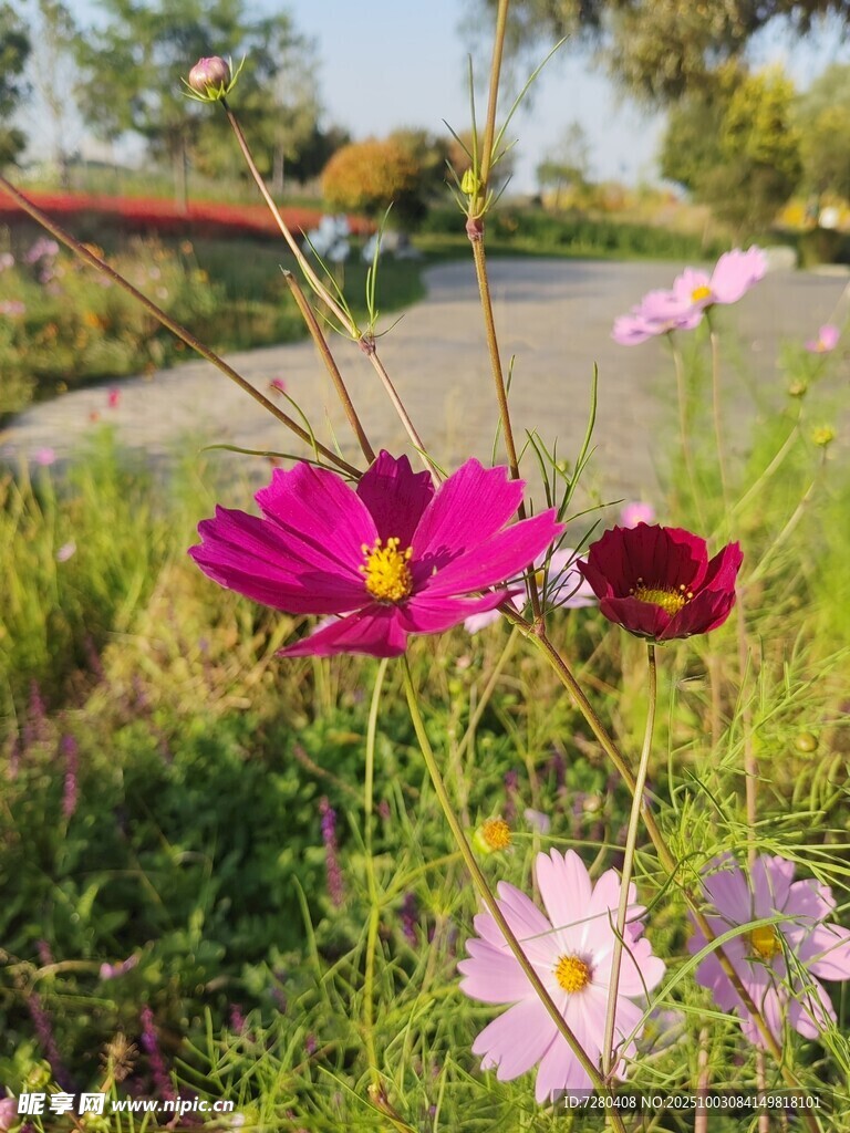 多彩格桑花绽放于草地