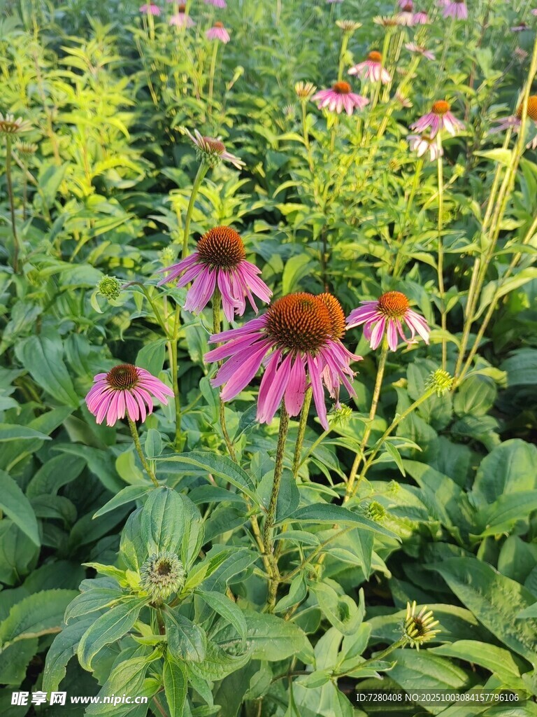 紫色松果菊绽放于绿野