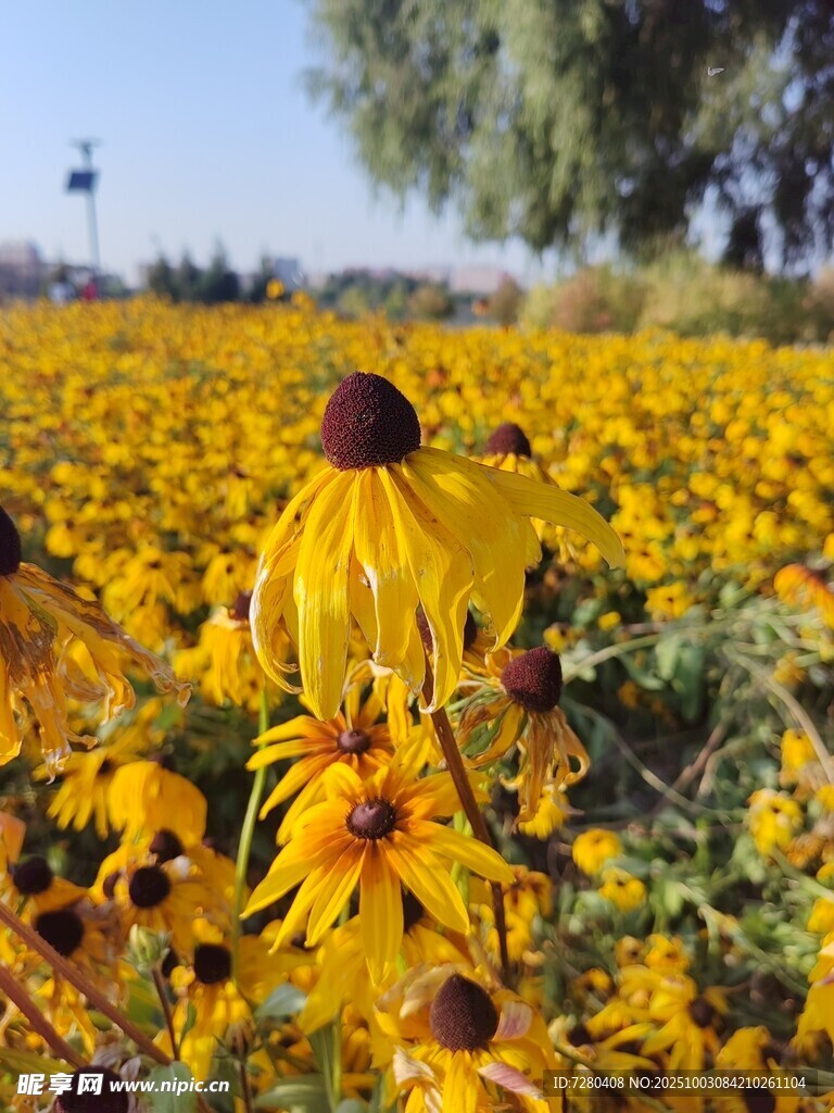 金黄花海中的黑心菊绽放