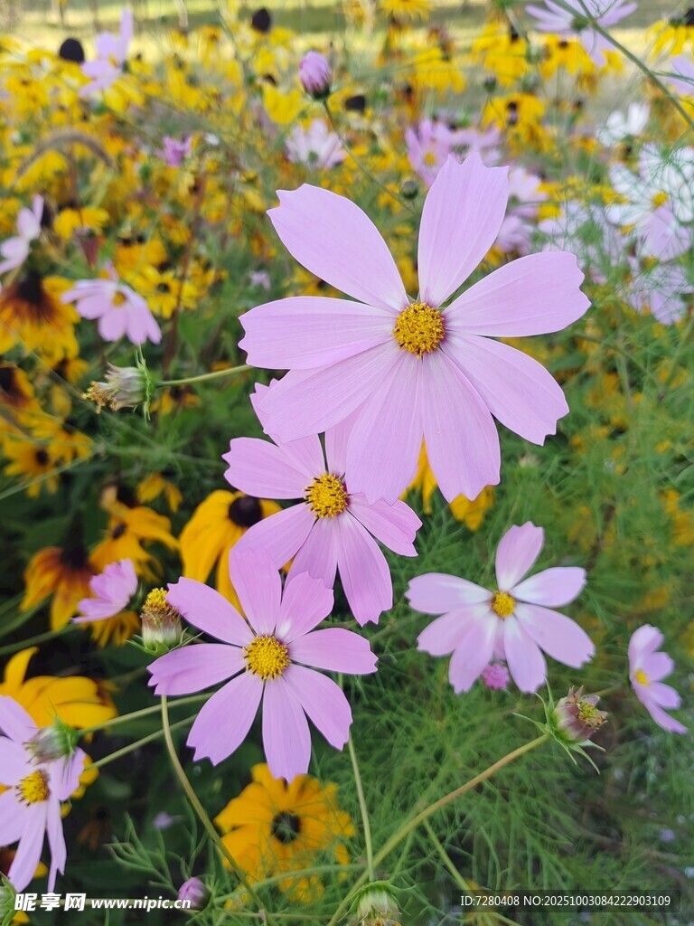 格桑花
