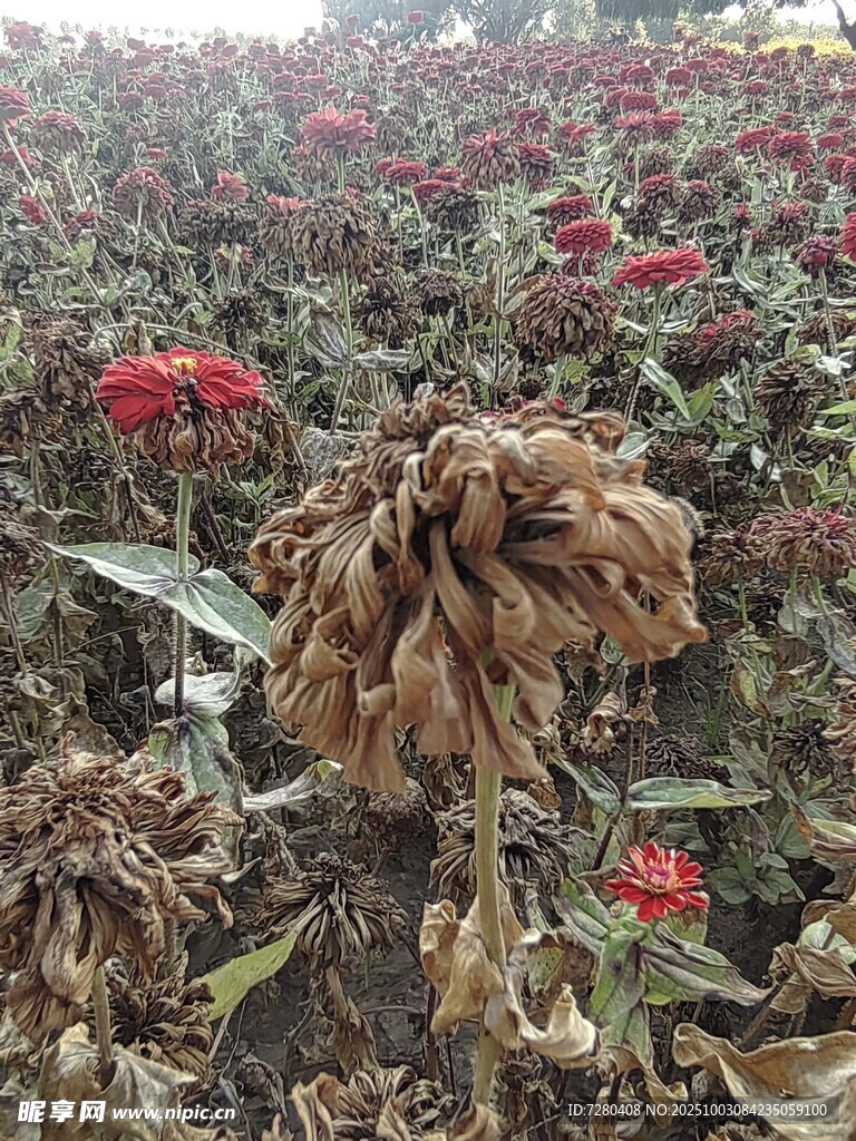 枯萎的花卉景观