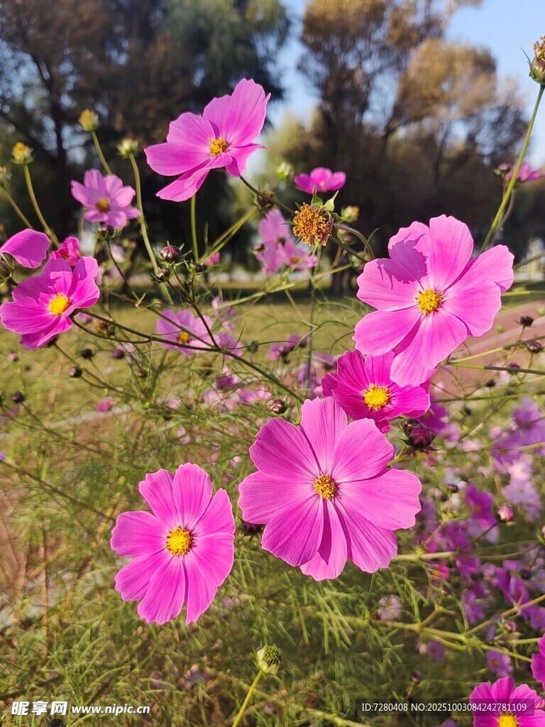 田野中的艳丽波斯菊