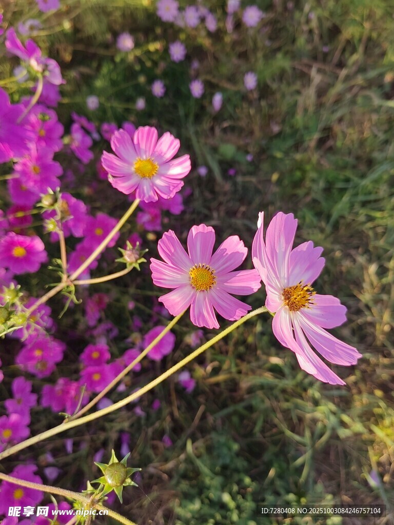 烂漫波斯菊绽放于绿野