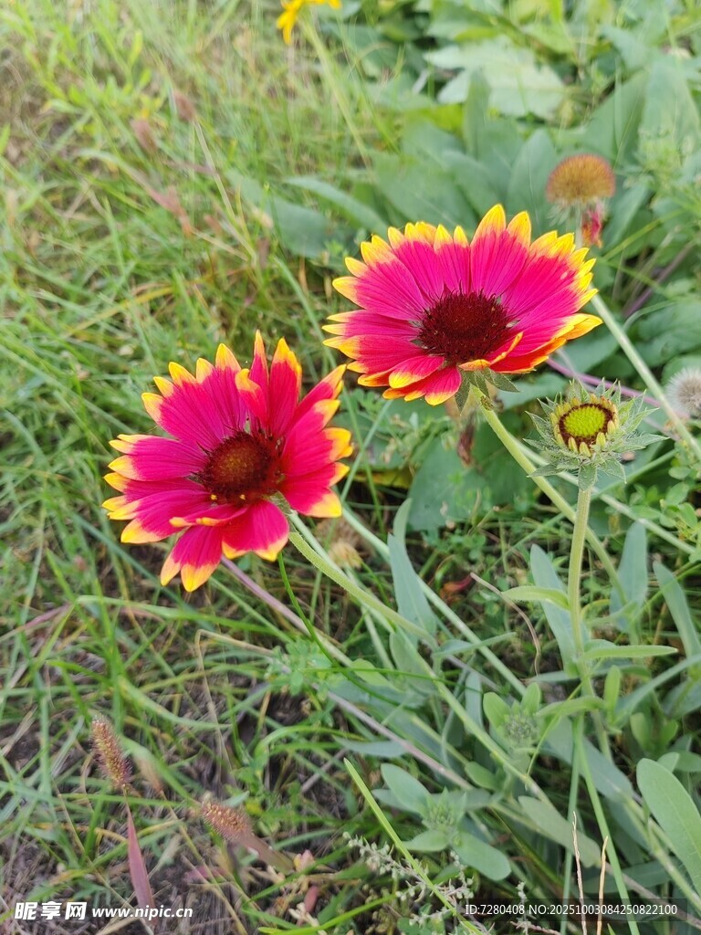 双色艳丽花朵绽放草丛