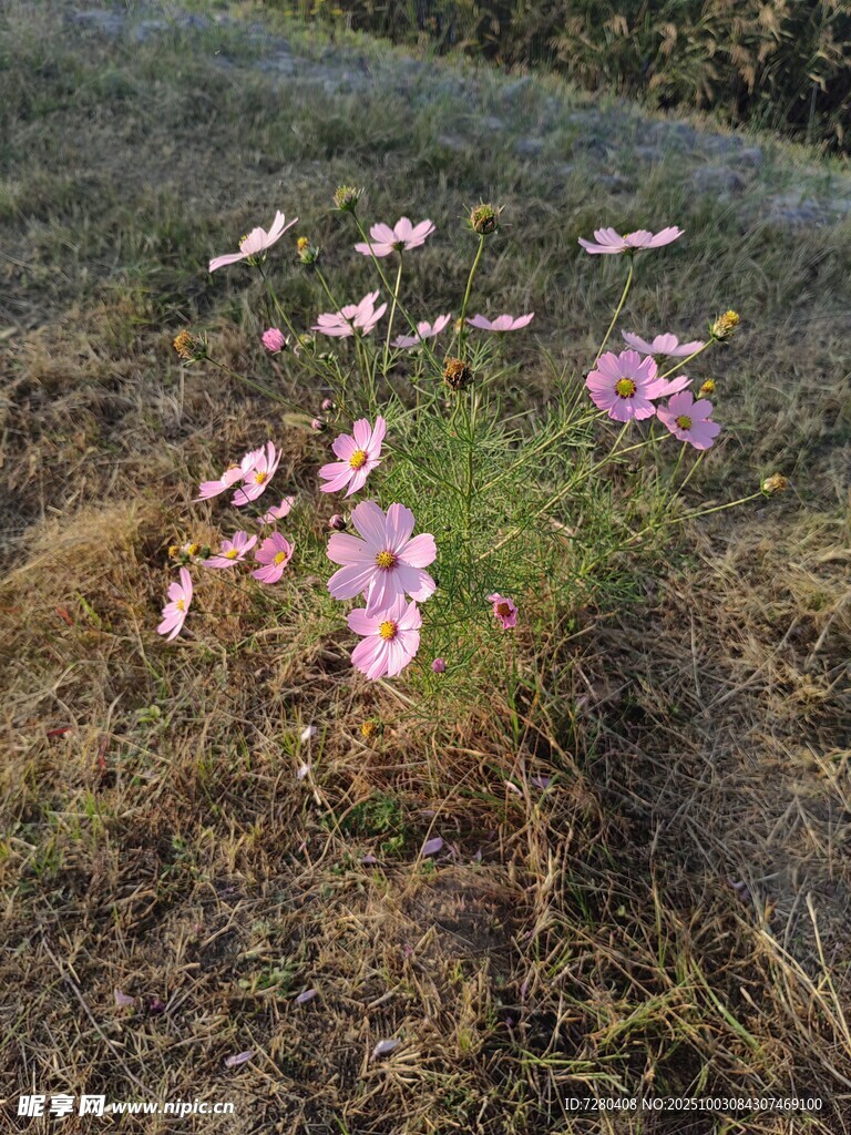 格桑花