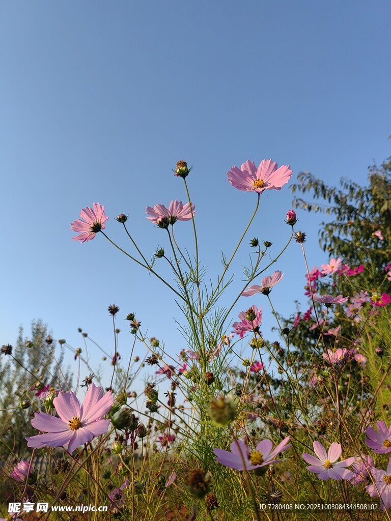 蓝天映衬下的缤纷格桑花