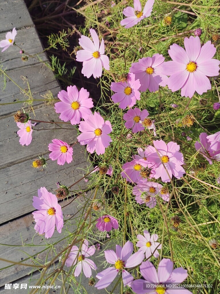 格桑花