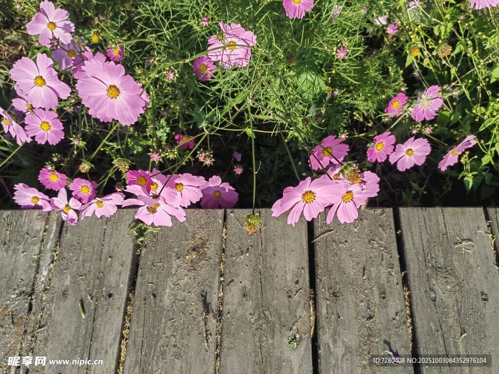 格桑花