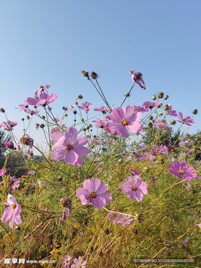 格桑花