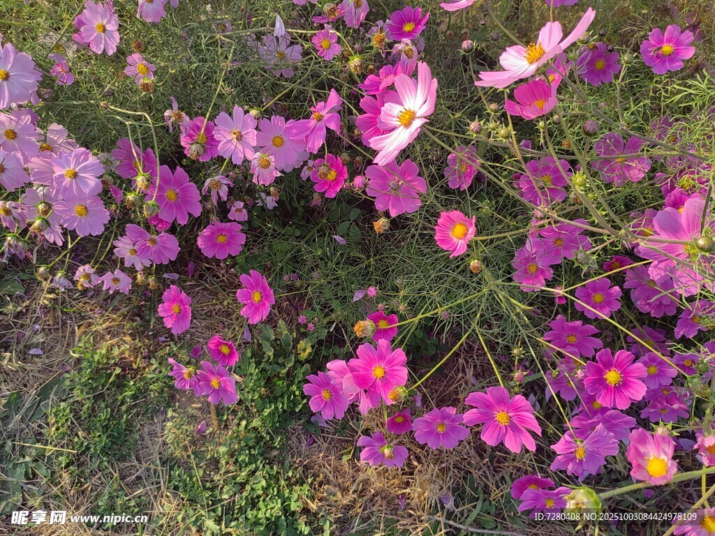 格桑花