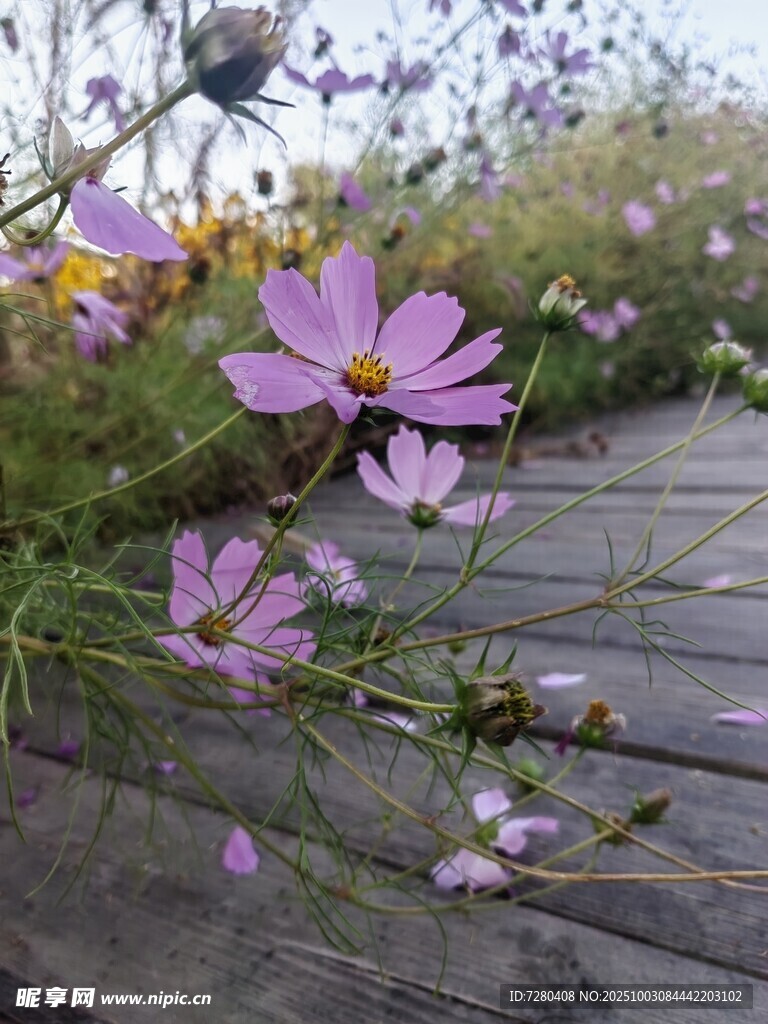 木栈道旁绽放的波斯菊