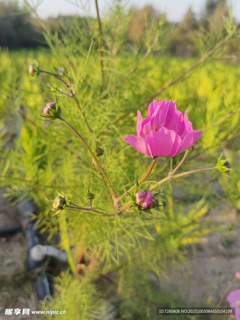 田野中的娇艳粉色花朵