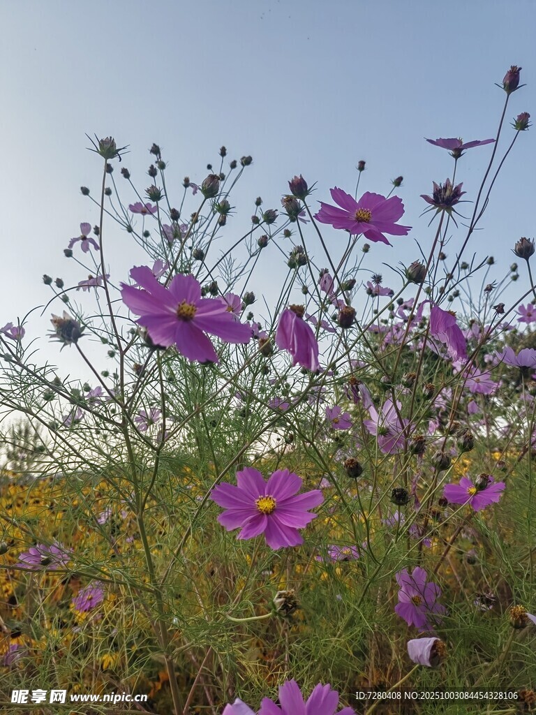 田野中的绚烂紫色波斯菊