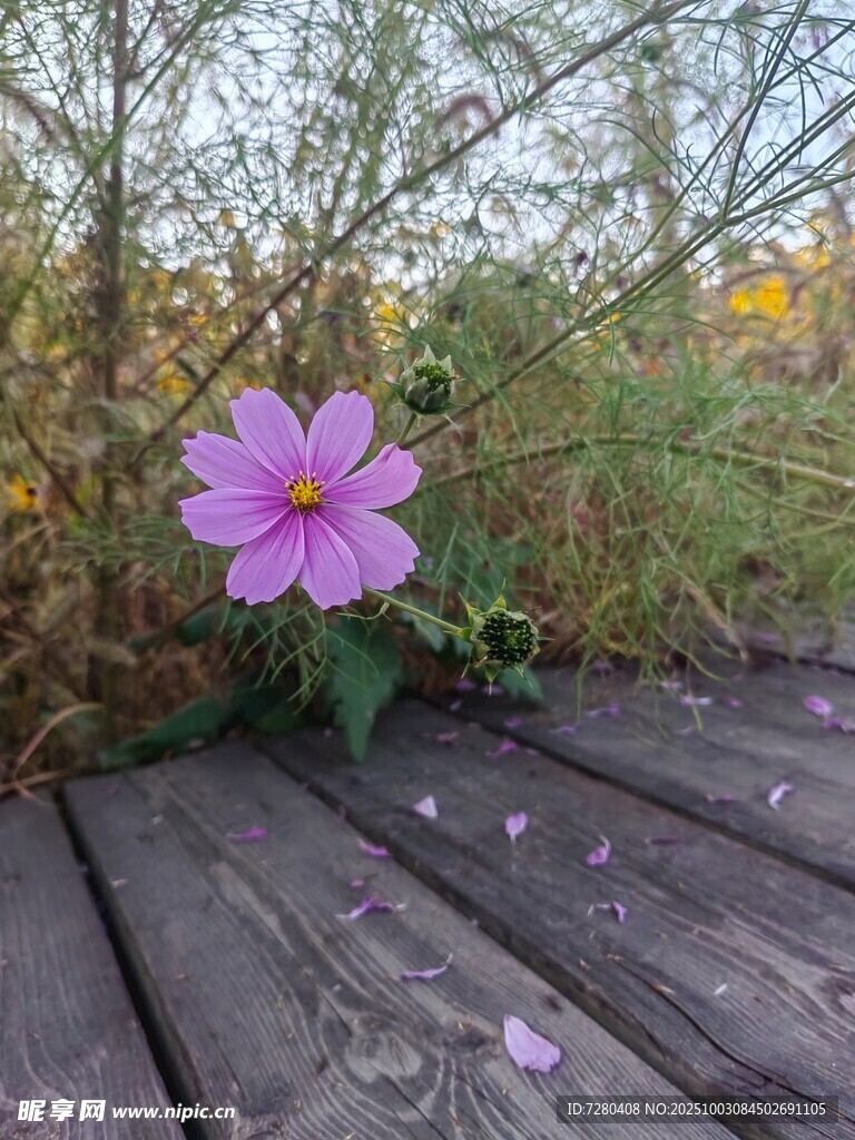 格桑花