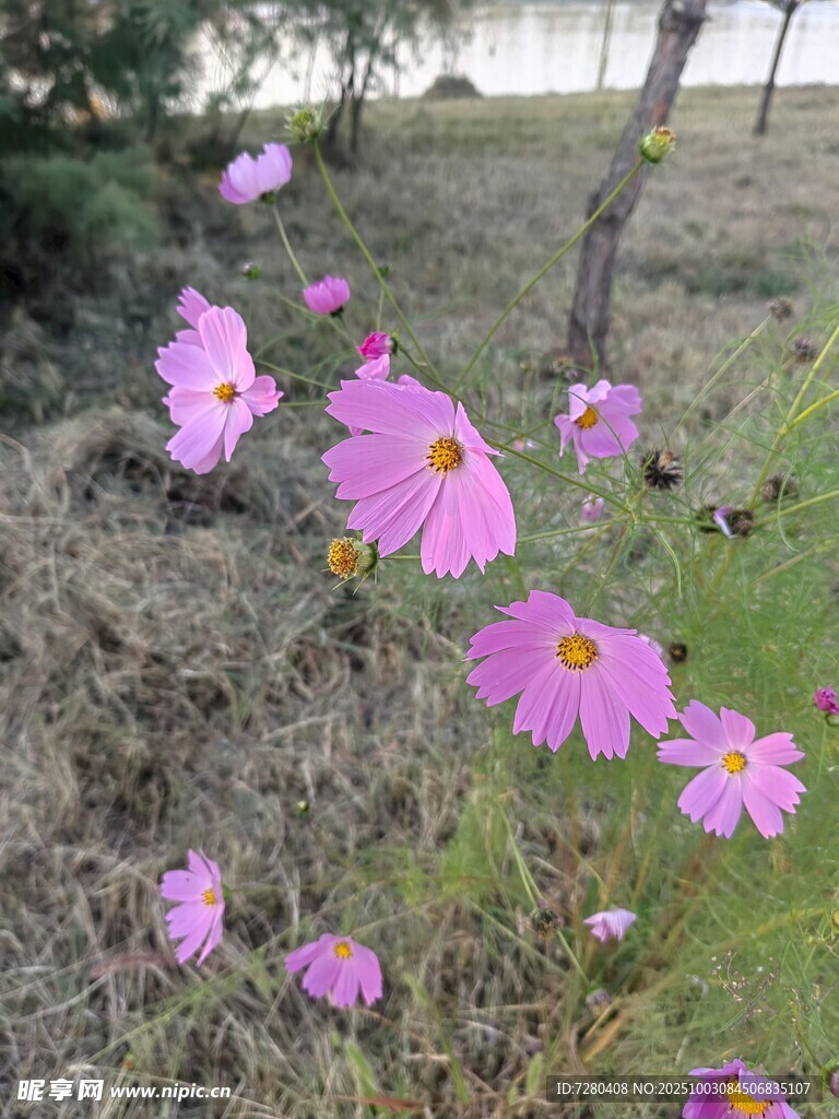 格桑花